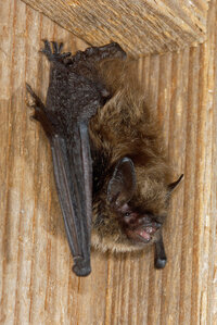 Foto: Dr. Christian Dietz